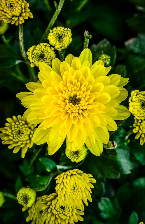 Blooming yellow chrysanthemums