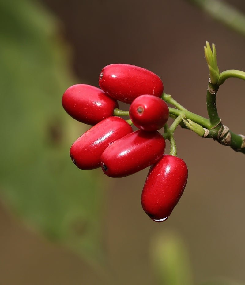 Close-up of red dogwood (zhuyu) fruit